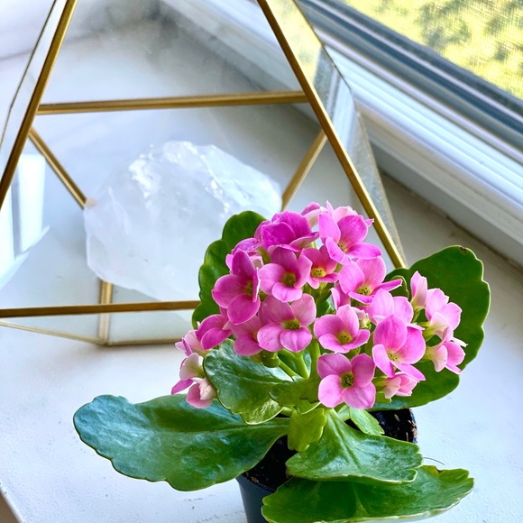 BCBG MaxAzaria Blue Printed Blouse size S - Picture 9 of 9